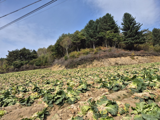 September's rains create farmer pains as rice, cabbage, soy crops across Korea ruined September's rains create farmer pains as rice, cabbage, soy crops across Korea ruined