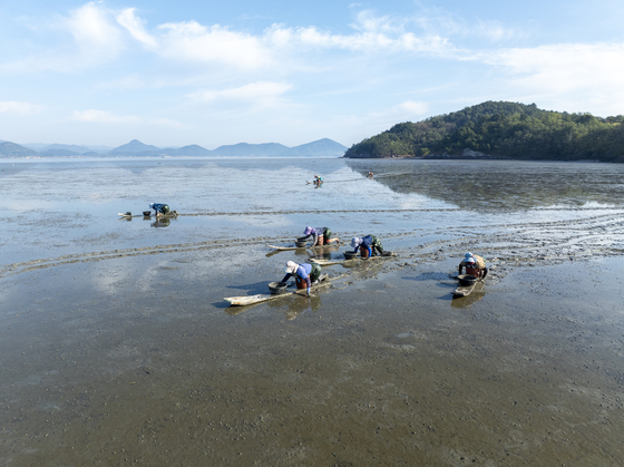 Additional Korean tidal flats likely to join Unesco World Heritage list next month episode artwork